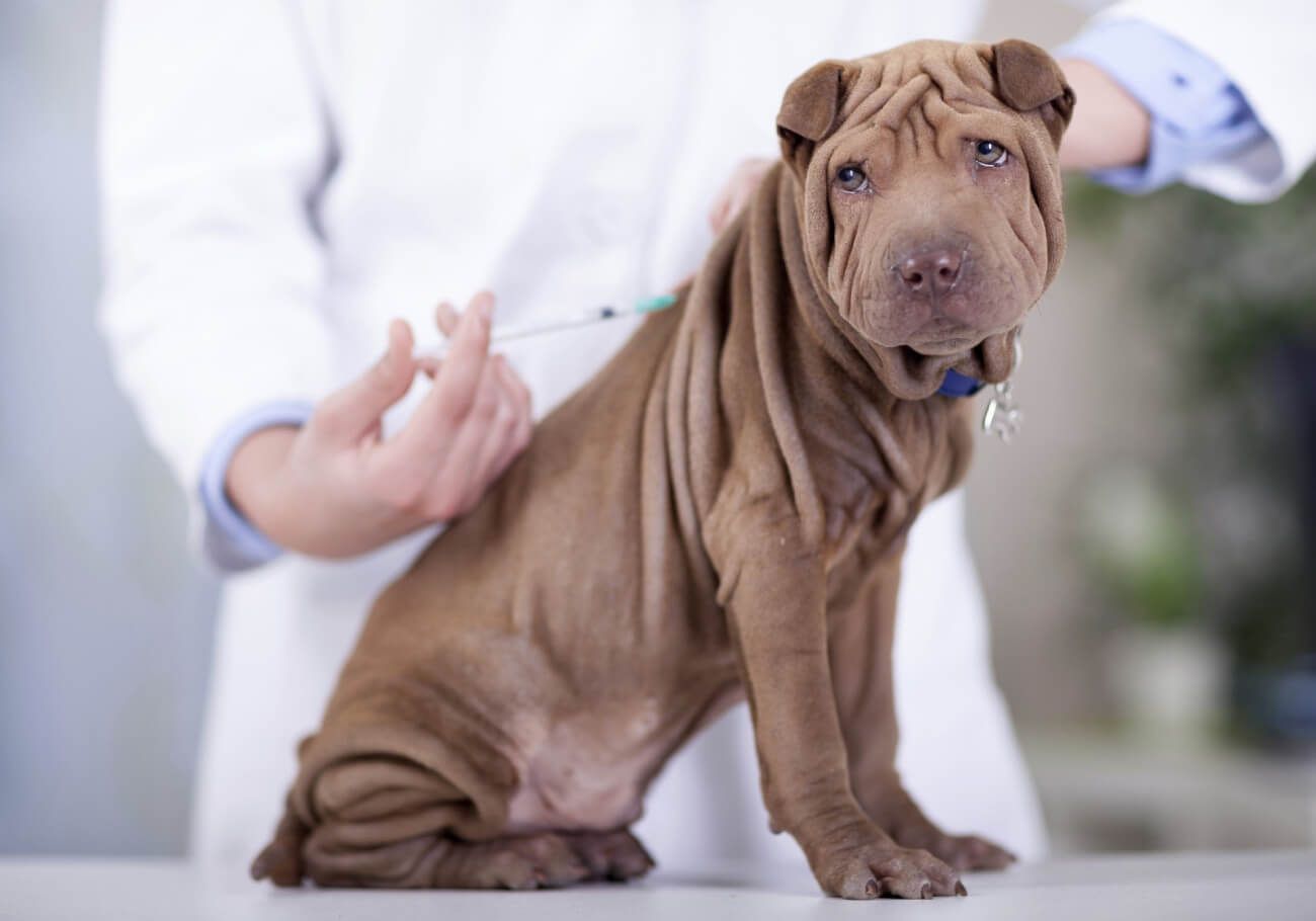 Clinica veterinară Happy Pets - vaccinarea la căţei