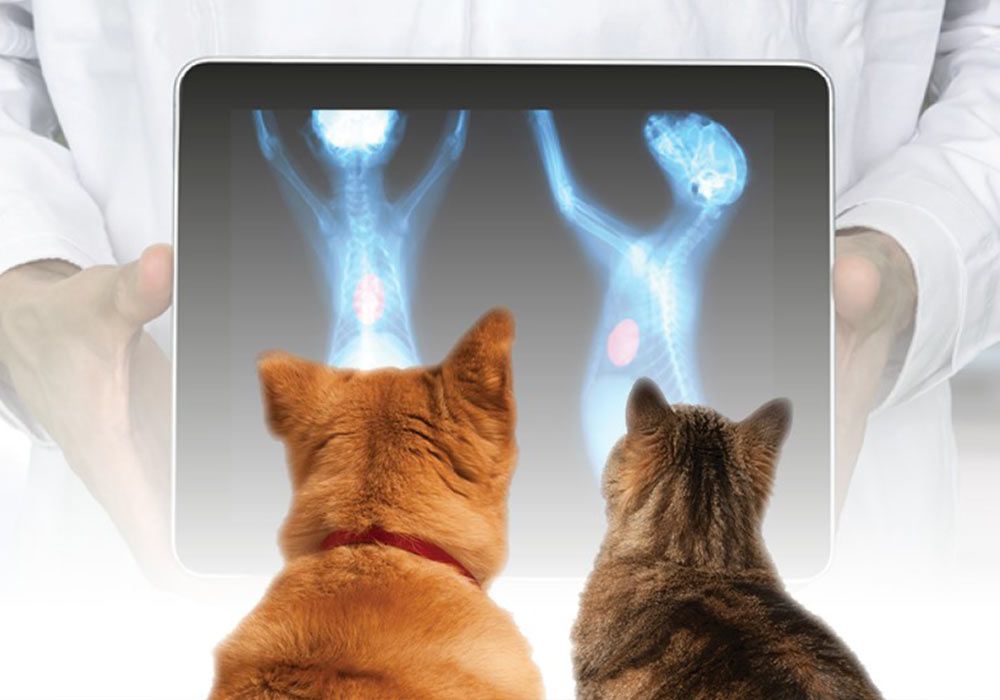 Clinica veterinară Happy Pets - vaccinarea la pisici