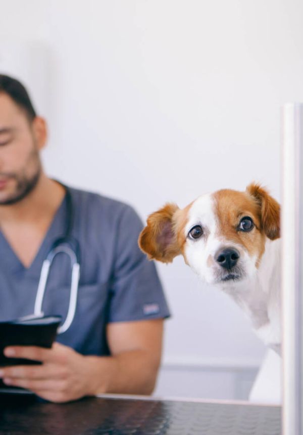 Clinica veterinară Happy Pets - tratamente