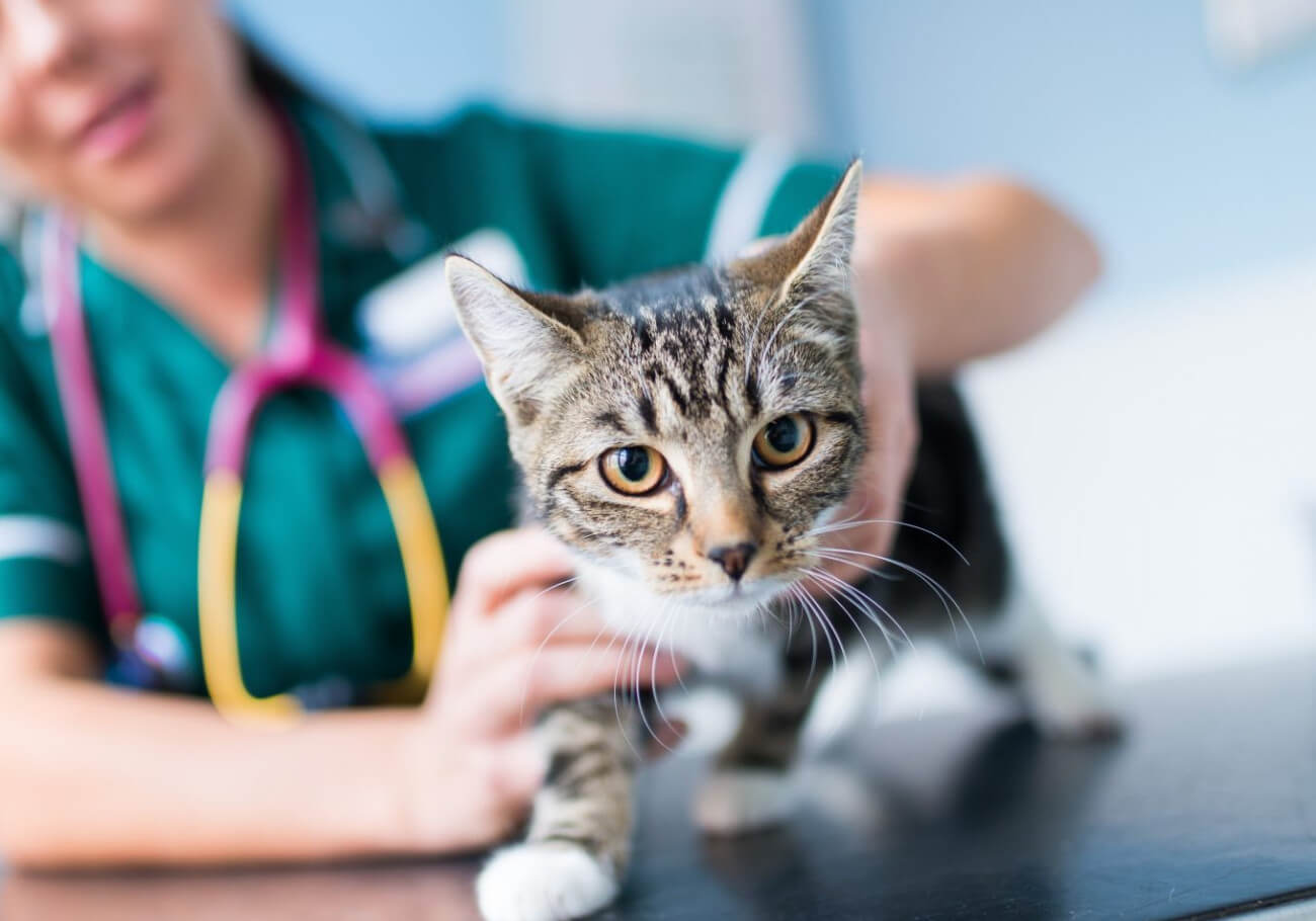 Clinica veterinară Happy Pets - vaccinarea la pisici