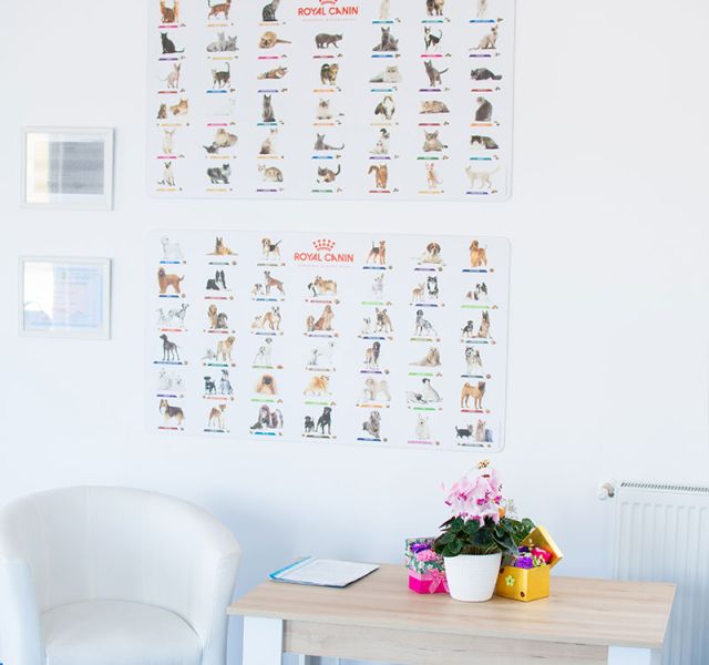 Clinica veterinară Happy Pets - cazuri