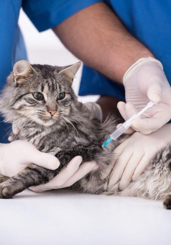 Clinica veterinară Happy Pets - vaccinare