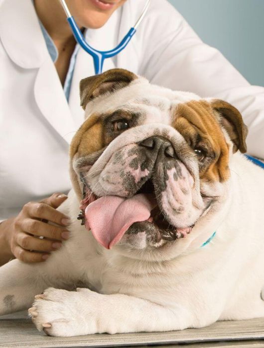 Clinica veterinară Happy Pets - caini