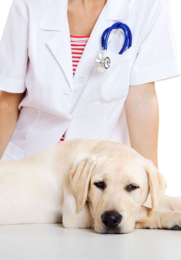 Clinica veterinară Happy Pets - control