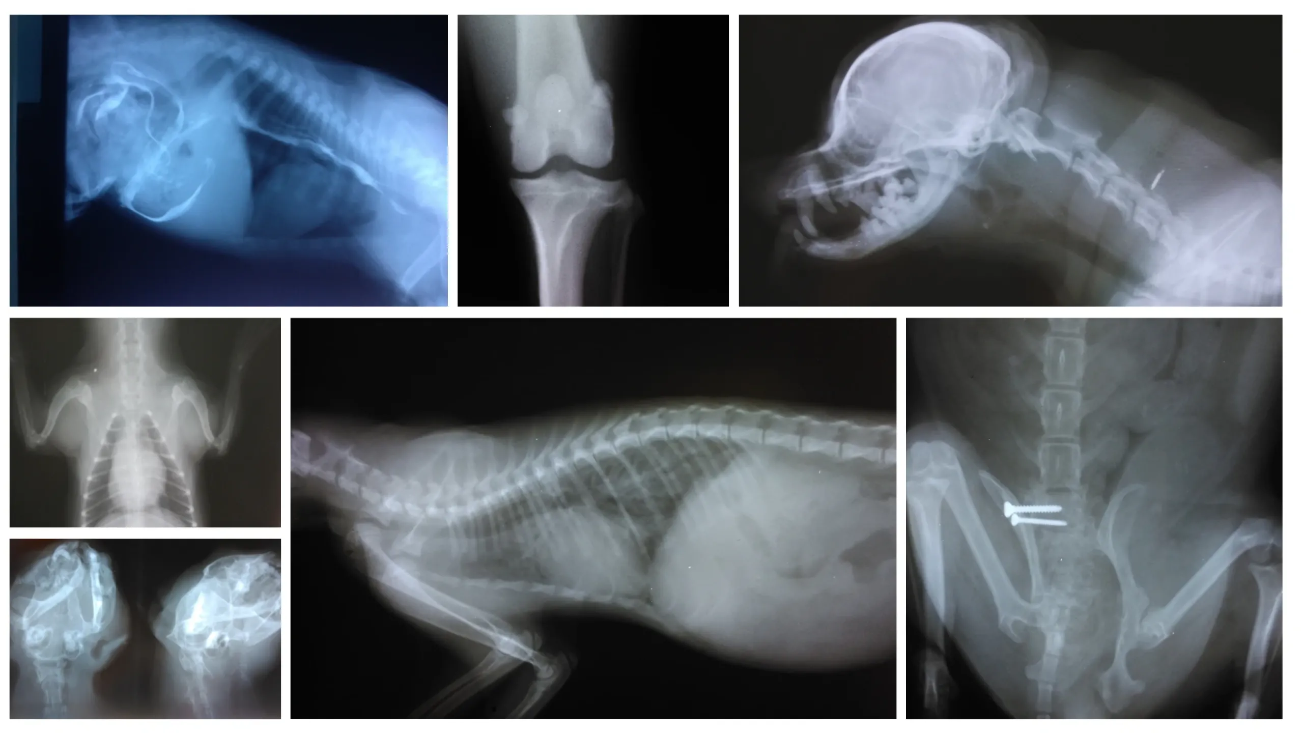 Radiologie veterinară