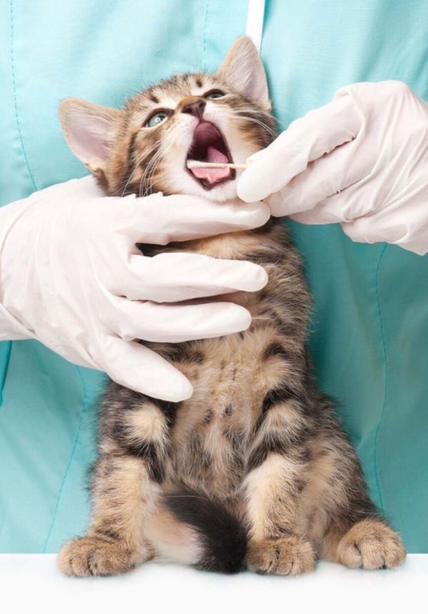 Clinica veterinară Happy Pets - stomatologie