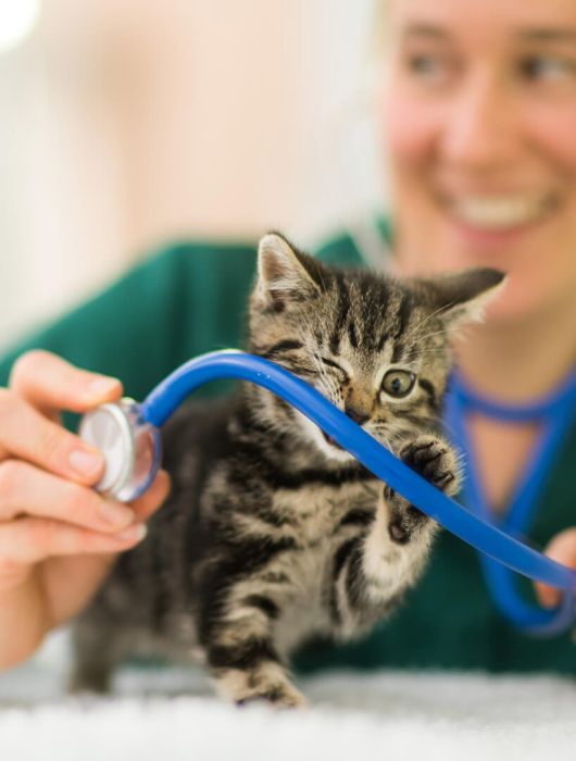 Clinica veterinară Happy Pets - pisici