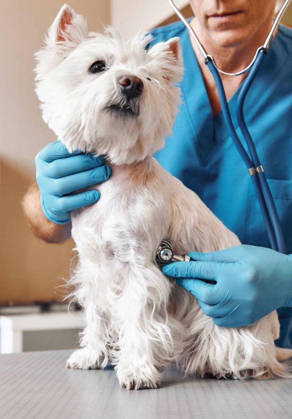 Clinica veterinară Happy Pets - diagnostic