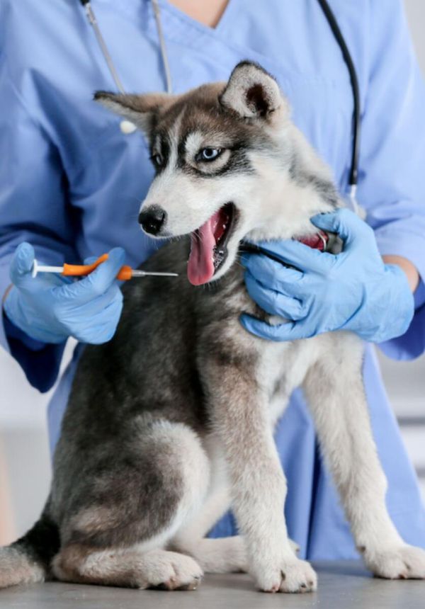 Clinica veterinară Happy Pets - testare